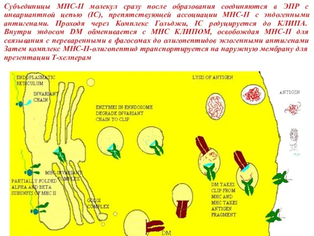 Субъединицы MHC-II молекул сразу после образования соединяются в ЭПР с инвариантной цепью