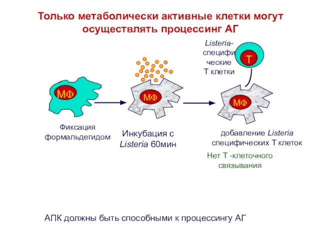 Только метаболически активные клетки могут осуществлять процессинг АГ Фиксация формальдегидом Инкубация с