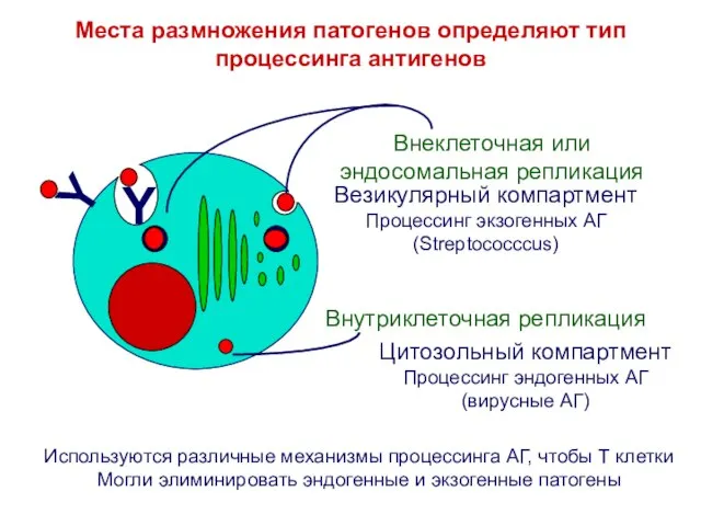 Y Места размножения патогенов определяют тип процессинга антигенов Цитозольный компартмент Процессинг эндогенных