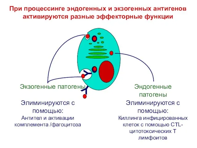 Y Элиминируются с помощью: Киллинга инфицированных клеток с помощью CTL-цитотоксических Т лимфоитов