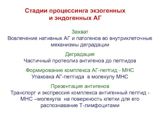 Стадии процессинга экзогенных и эндогенных АГ Захват Вовлечение нативных АГ и патогенов