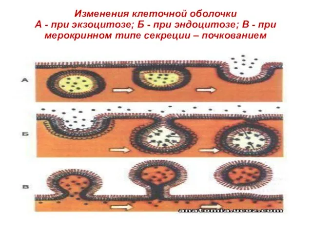 Изменения клеточной оболочки А - при экзоцитозе; Б - при эндоцитозе; В