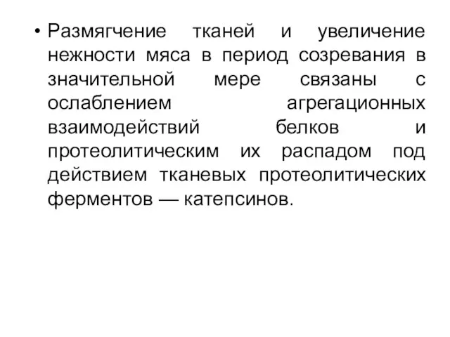 Размягчение тканей и увеличение нежности мяса в период созревания в значительной мере