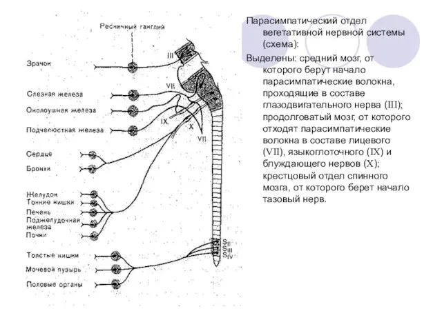 Парасимпатический отдел вегетативной нервной системы (схема): Выделены: средний мозг, от которого берут