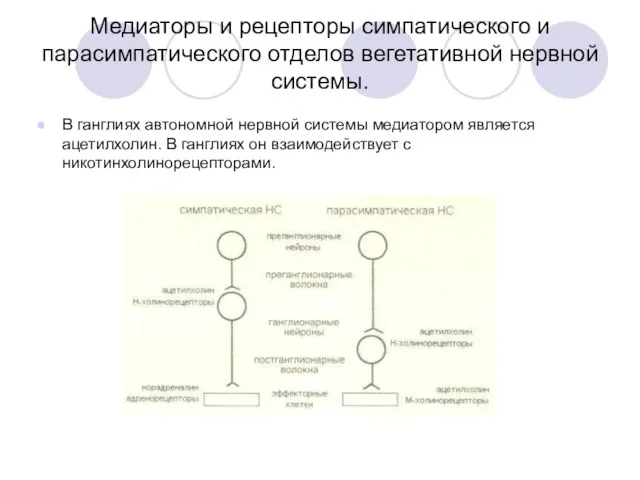 Медиаторы и рецепторы симпатического и парасимпатического отделов вегетативной нервной системы. В ганглиях