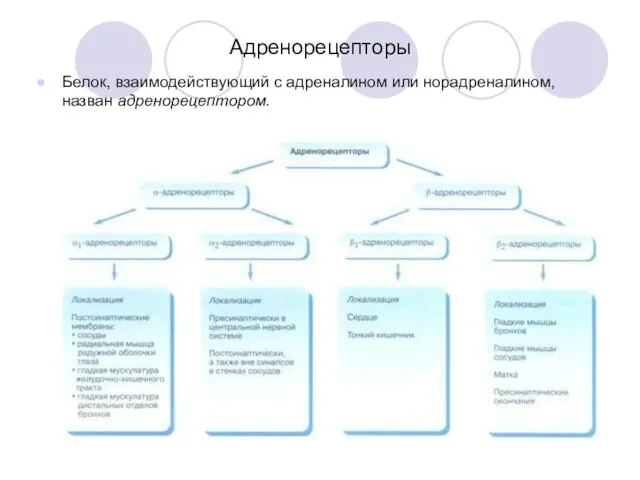 Адренорецепторы Белок, взаимодействующий с адреналином или норадреналином, назван адренорецептором.