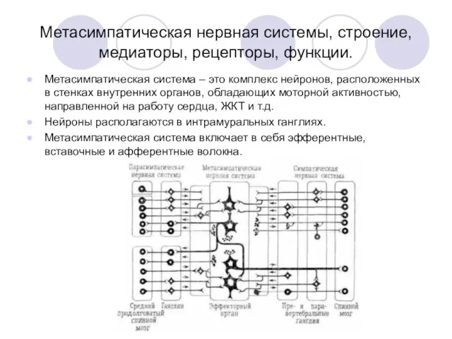 Метасимпатическая нервная системы, строение, медиаторы, рецепторы, функции. Метасимпатическая система – это комплекс