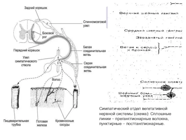 Симпатический отдел вегетативной нервной системы (схема): Сплошные линии – преганглионарные волокна, пунктирные – постганглионарные.