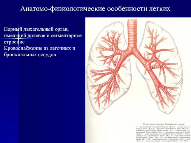 Анатомо-физиологические особенности легких Парный дыхательный орган, имеющий долевое и сегментарное строение Кровоснабжение