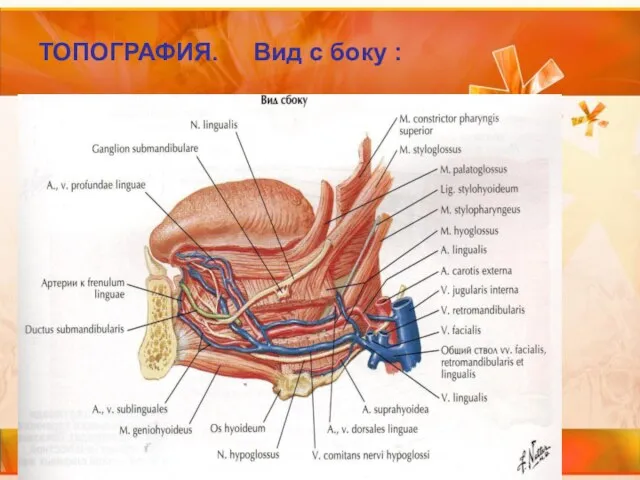 ТОПОГРАФИЯ. Вид с боку :