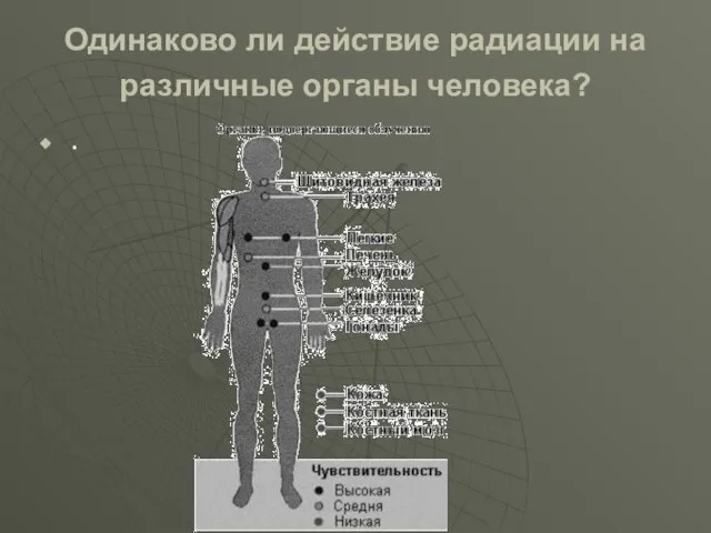 Одинаково ли действие радиации на различные органы человека? .