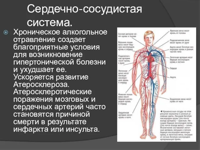 Сердечно-сосудистая система. Хроническое алкогольное отравление создает благоприятные условия для возникновение гипертонической болезни