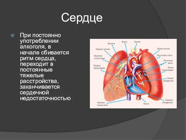 Сердце При постоянно употреблении алкоголя, в начале сбивается ритм сердца, переходит в