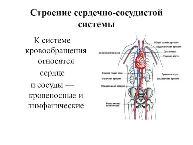 Строение сердечно-сосудистой системы К системе кровообращения относятся сердце и сосуды — кровеносные и лимфатические