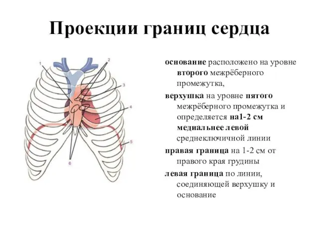 Проекции границ сердца основание расположено на уровне второго межрёберного промежутка, верхушка на