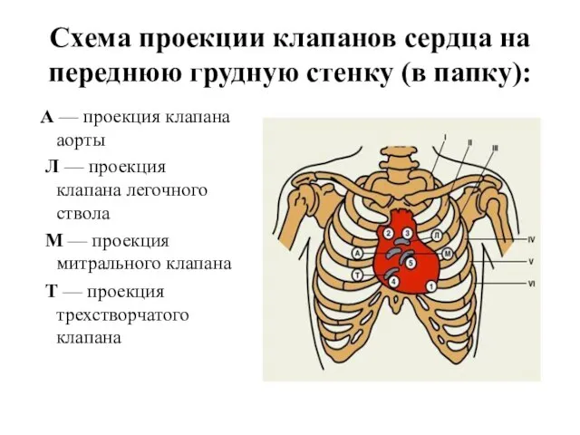 Схема проекции клапанов сердца на переднюю грудную стенку (в папку): А —