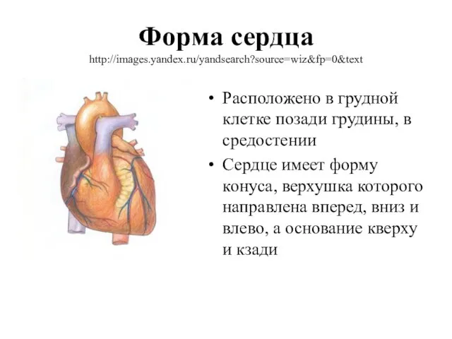 Форма сердца http://images.yandex.ru/yandsearch?source=wiz&fp=0&text Расположено в грудной клетке позади грудины, в средостении Сердце