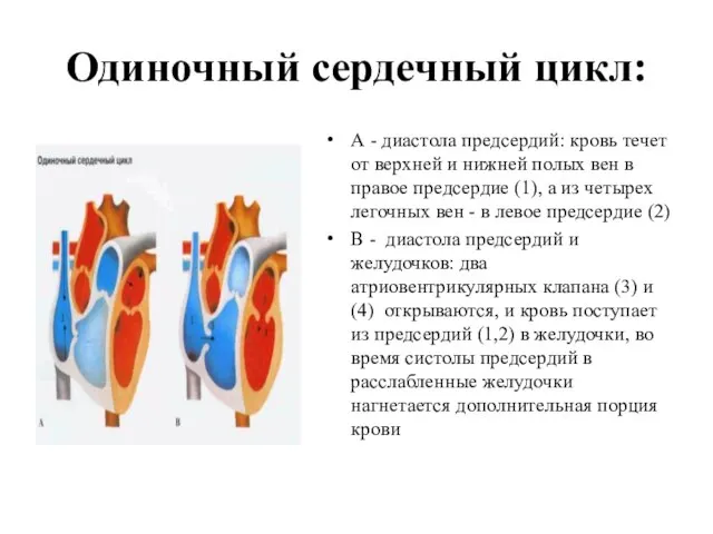 Одиночный сердечный цикл: А - диастола предсердий: кровь течет от верхней и