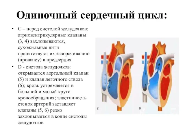 Одиночный сердечный цикл: С – перед систолой желудочков: атриовентрикулярные клапаны (3, 4)