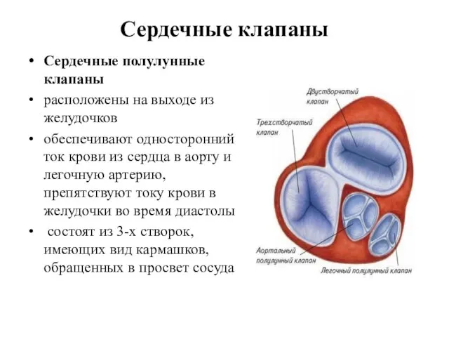 Сердечные клапаны Сердечные полулунные клапаны расположены на выходе из желудочков обеспечивают односторонний