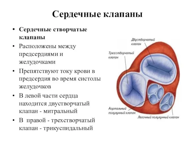 Сердечные клапаны Сердечные створчатые клапаны Расположены между предсердиями и желудочками Препятствуют току