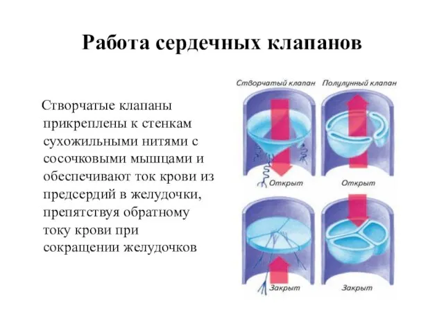 Работа сердечных клапанов Створчатые клапаны прикреплены к стенкам сухожильными нитями с сосочковыми