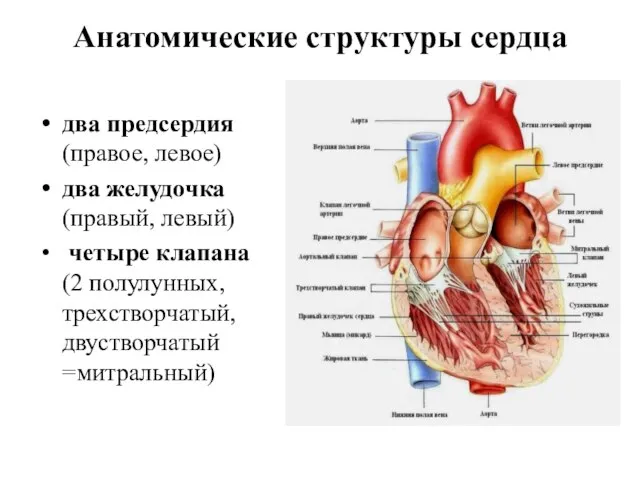 Анатомические структуры сердца два предсердия (правое, левое) два желудочка (правый, левый) четыре