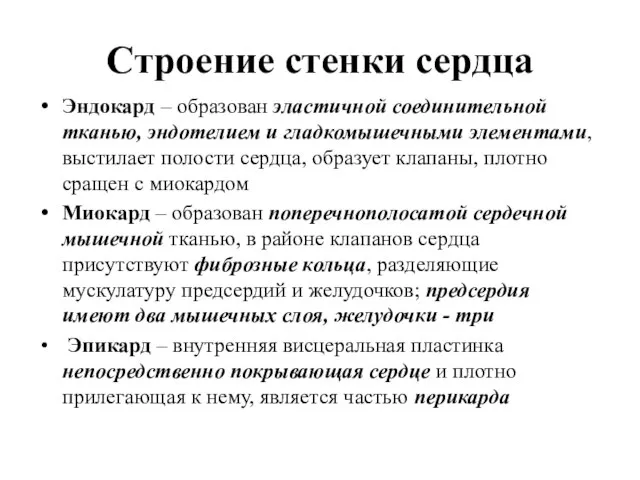 Строение стенки сердца Эндокард – образован эластичной соединительной тканью, эндотелием и гладкомышечными