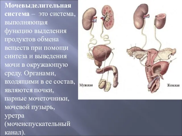 Мочевыделительная система – это система, выполняющая функцию выделения продуктов обмена веществ при