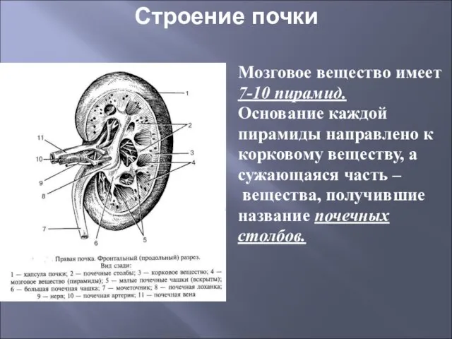 Строение почки Мозговое вещество имеет 7-10 пирамид. Основание каждой пирамиды направлено к