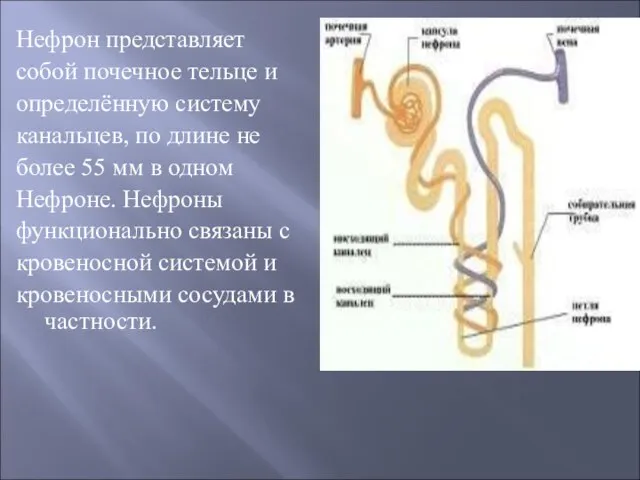 Нефрон представляет собой почечное тельце и определённую систему канальцев, по длине не