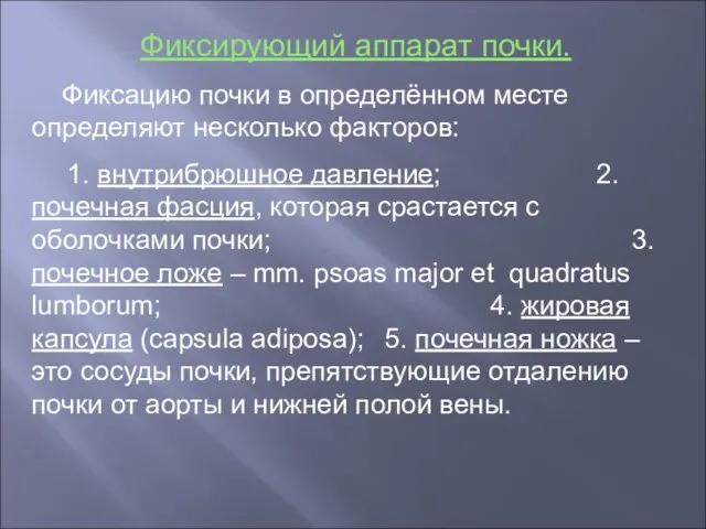 Фиксирующий аппарат почки. Фиксацию почки в определённом месте определяют несколько факторов: 1.