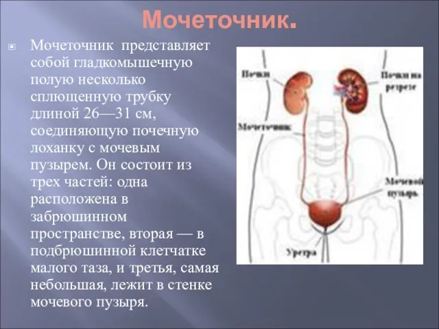 Мочеточник. Мочеточник представляет собой гладкомышечную полую несколько сплющенную трубку длиной 26—31 см,