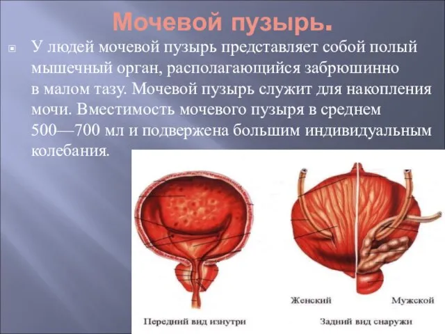 Мочевой пузырь. У людей мочевой пузырь представляет собой полый мышечный орган, располагающийся