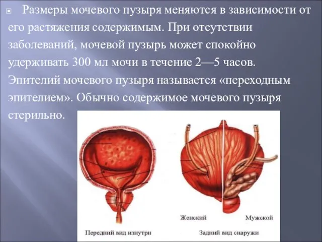 Размеры мочевого пузыря меняются в зависимости от его растяжения содержимым. При отсутствии