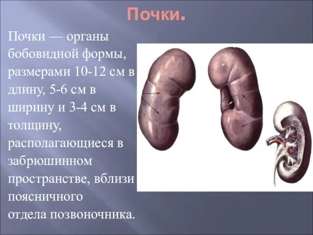 Почки. Почки — органы бобовидной формы, размерами 10-12 см в длину, 5-6