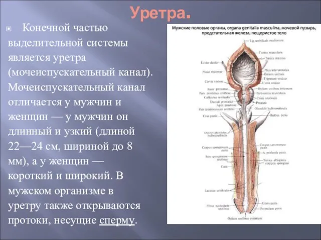 Уретра. Конечной частью выделительной системы является уретра (мочеиспускательный канал). Мочеиспускательный канал отличается