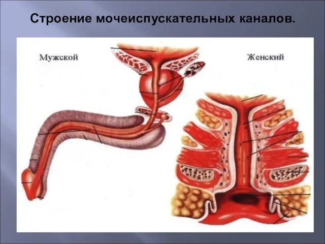 Строение мочеиспускательных каналов.