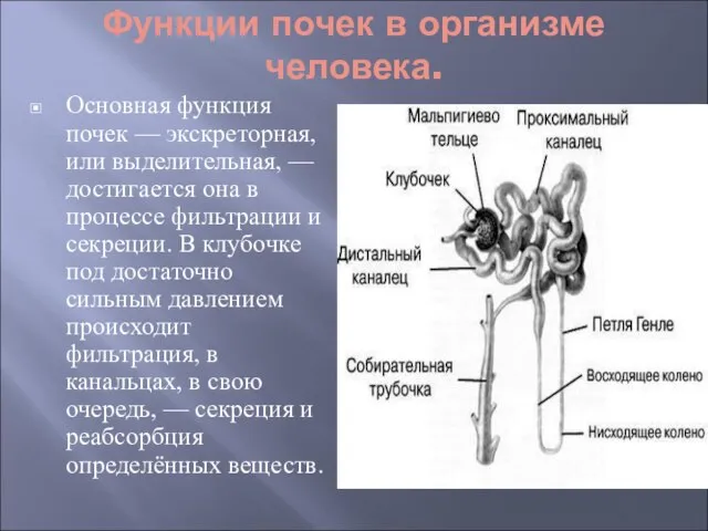 Функции почек в организме человека. Основная функция почек — экскреторная, или выделительная,