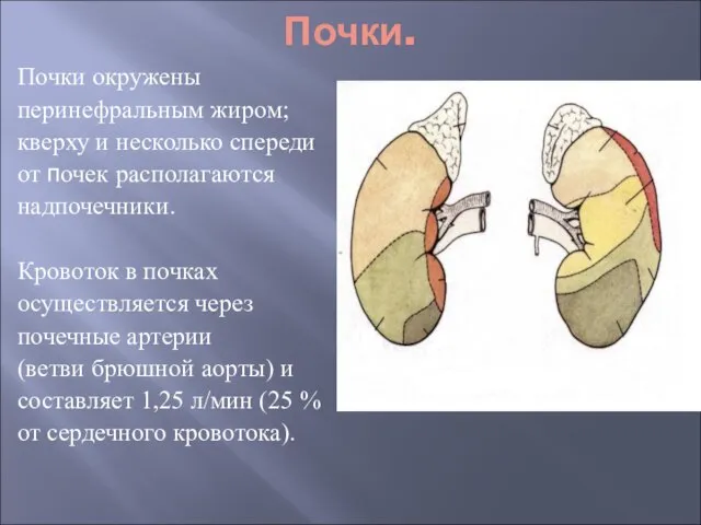 Почки. Почки окружены перинефральным жиром; кверху и несколько спереди от почек располагаются