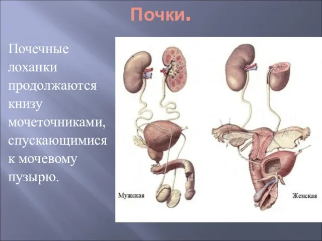 Почки. Почечные лоханки продолжаются книзу мочеточниками, спускающимися к мочевому пузырю.