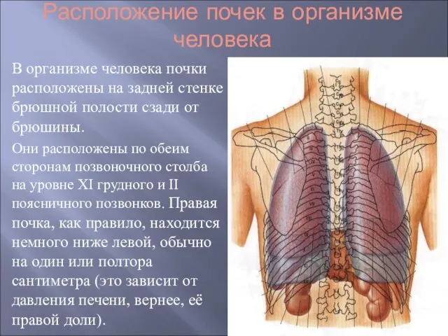 Расположение почек в организме человека В организме человека почки расположены на задней