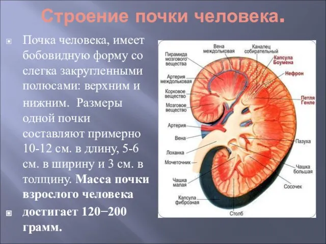 Строение почки человека. Почка человека, имеет бобовидную форму со слегка закругленными полюсами: