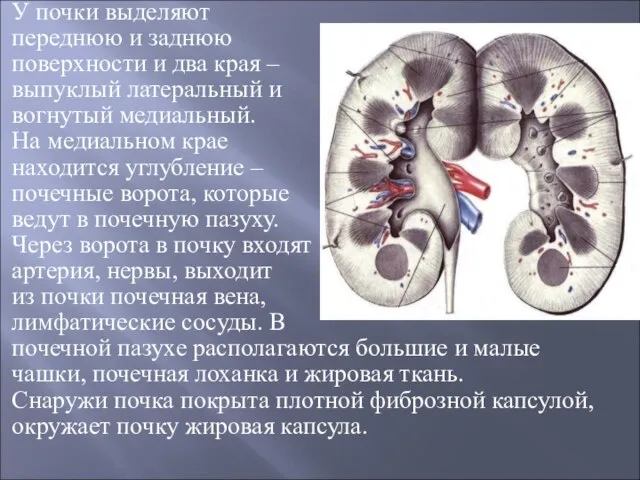 У почки выделяют переднюю и заднюю поверхности и два края – выпуклый