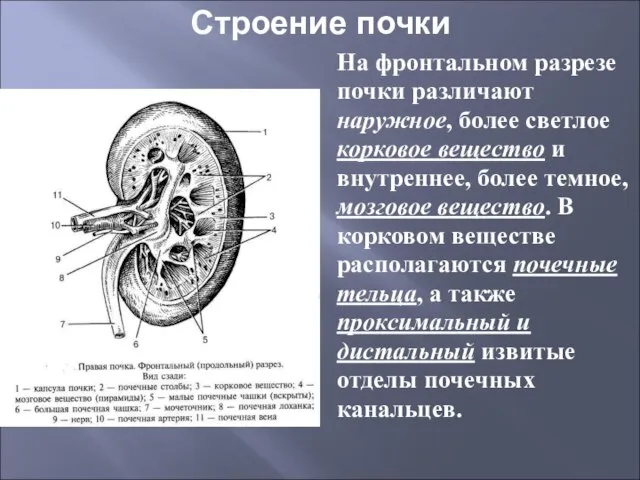 Строение почки На фронтальном разрезе почки различают наружное, более светлое корковое вещество