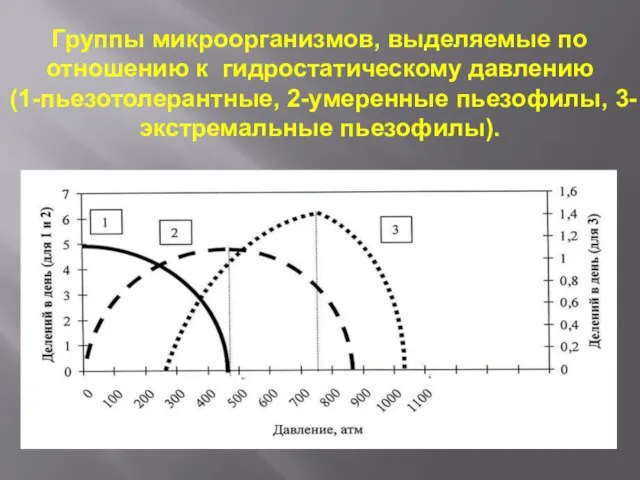 Группы микроорганизмов, выделяемые по отношению к гидростатическому давлению (1-пьезотолерантные, 2-умеренные пьезофилы, 3-экстремальные пьезофилы).