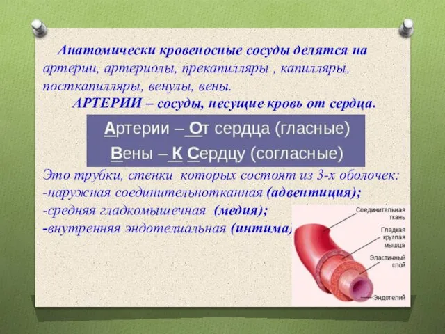 Анатомически кровеносные сосуды делятся на артерии, артериолы, прекапилляры , капилляры, посткапилляры, венулы,