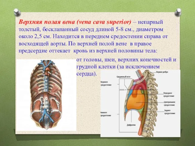 Верхняя полая вена (vena cava superior) – непарный толстый, бесклапанный сосуд длиной