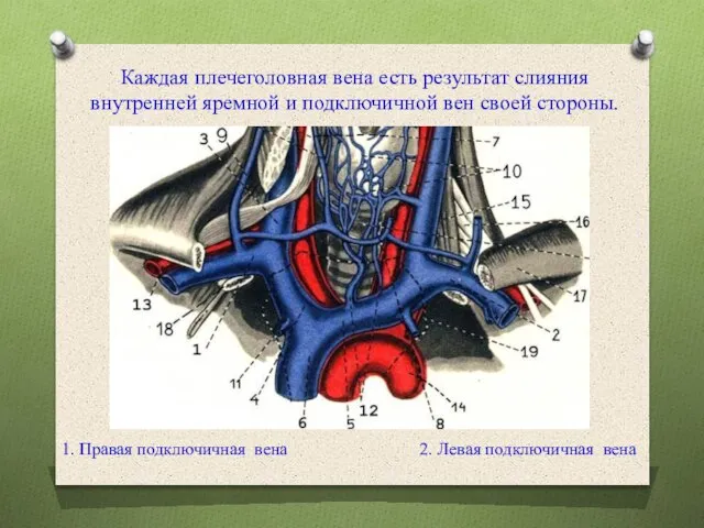 Каждая плечеголовная вена есть результат слияния внутренней яремной и подключичной вен своей