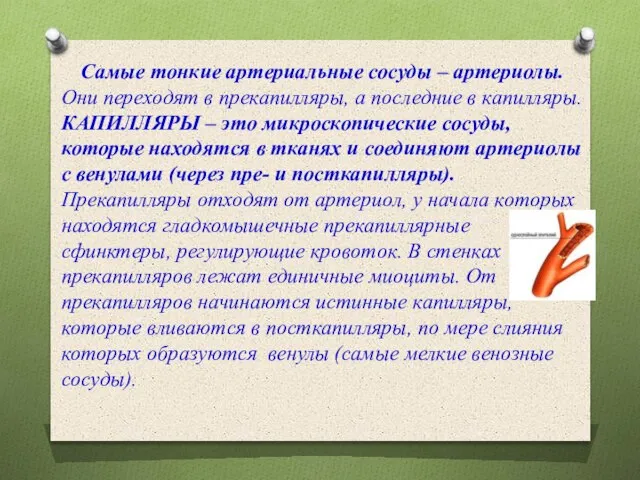 Самые тонкие артериальные сосуды – артериолы. Они переходят в прекапилляры, а последние